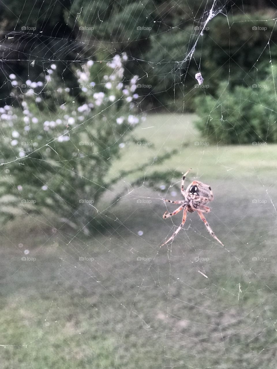 Local resident spider.