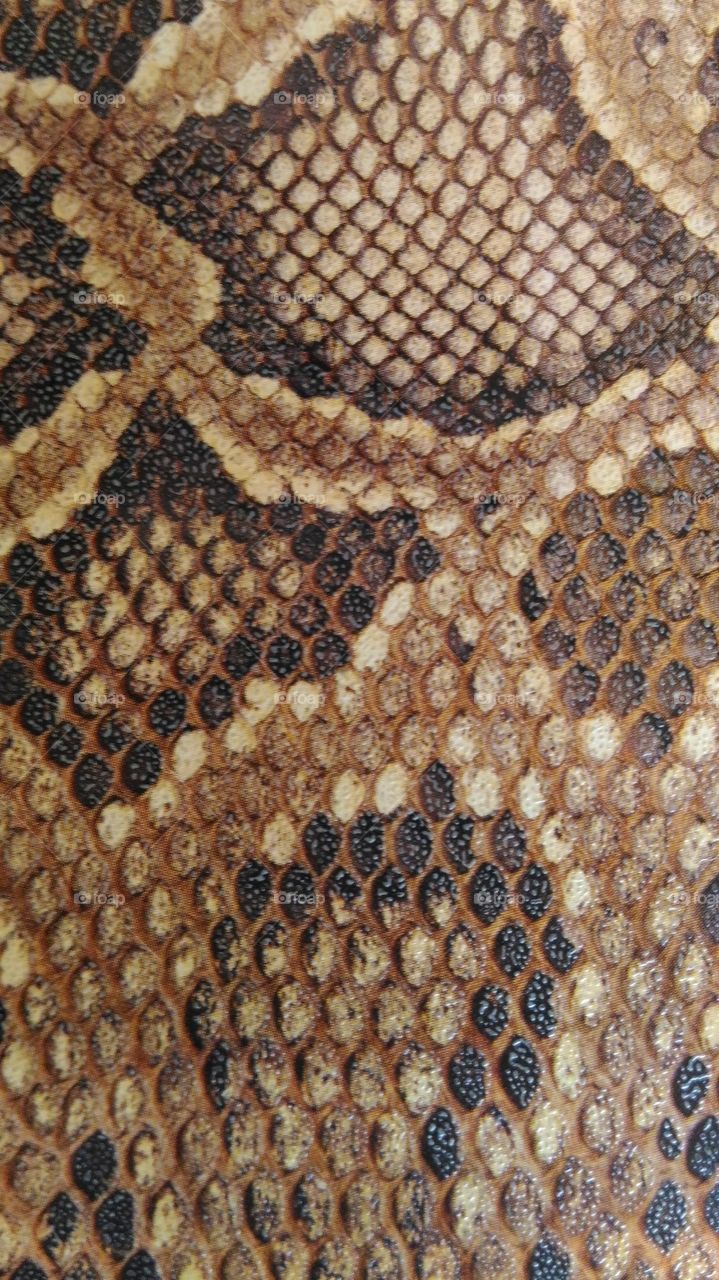 Skin  of  a  Snake