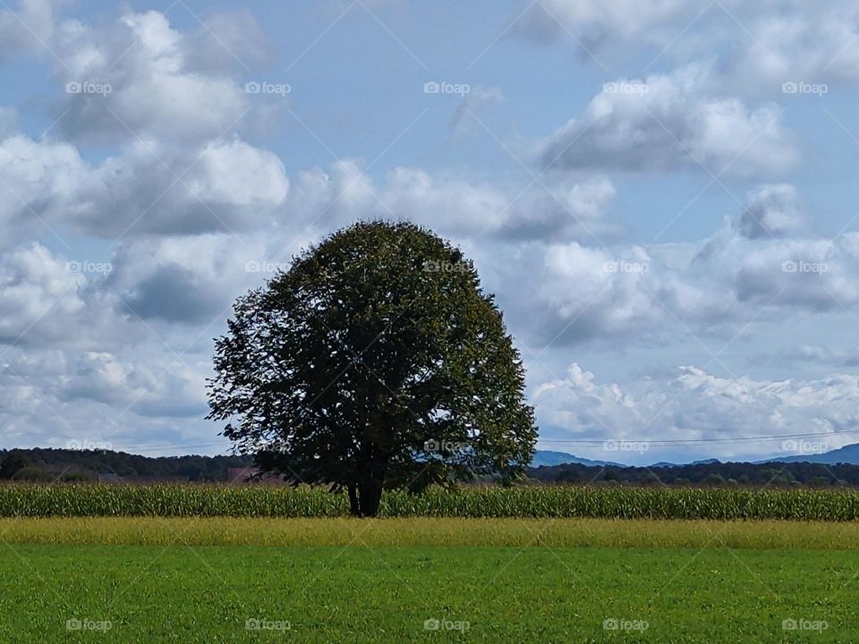 Lonely trees - closer look