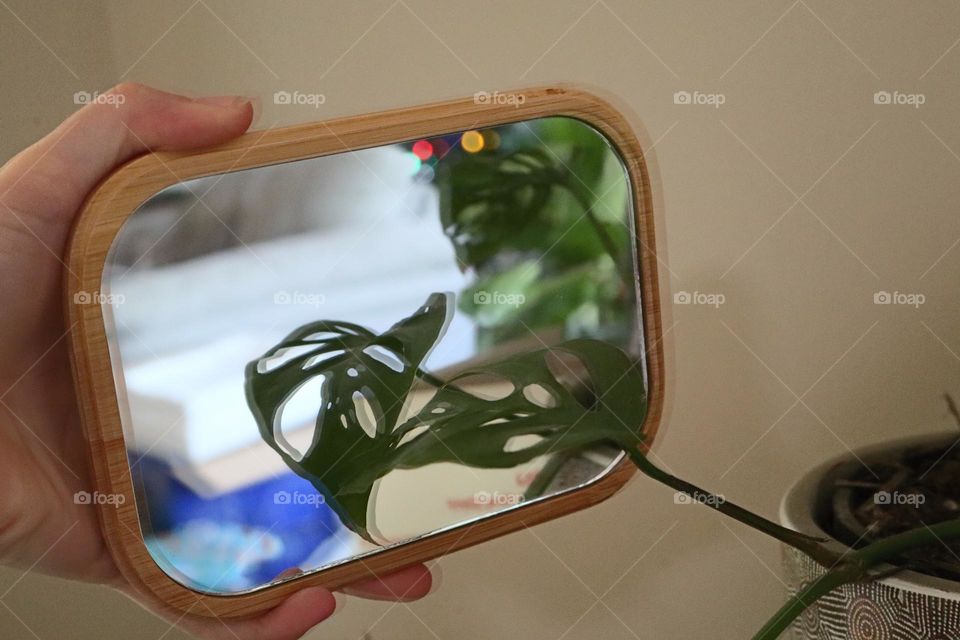 Cheese plant in a mirror 