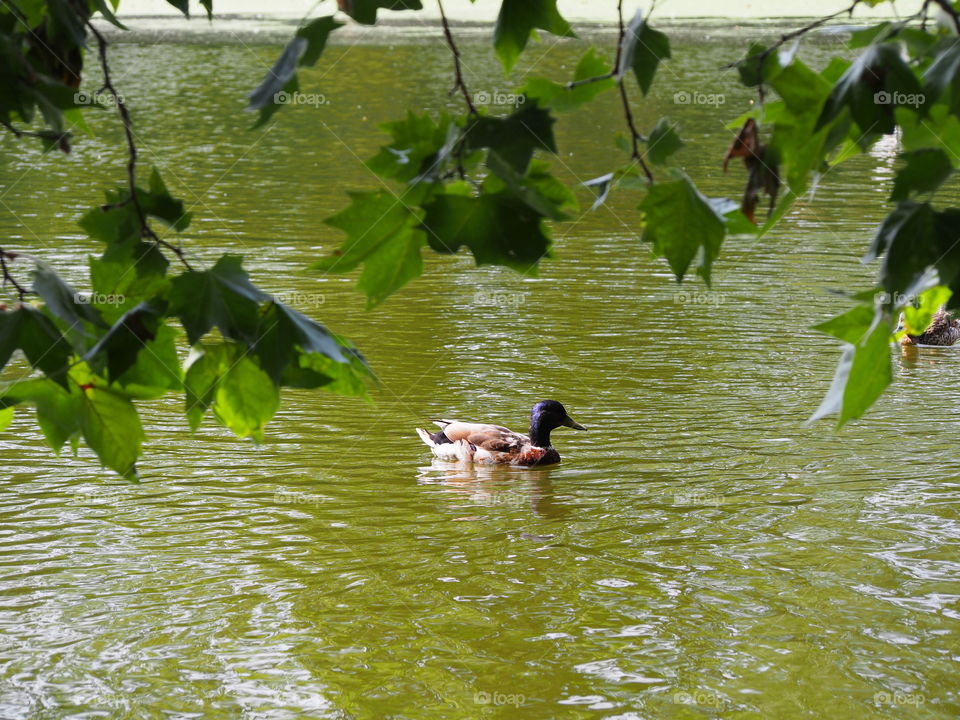 duck swimming in lake