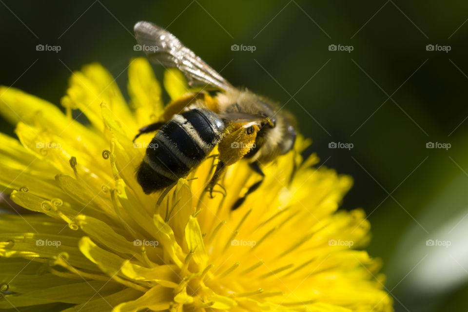 bee collects flower nectar . dandelion and bee