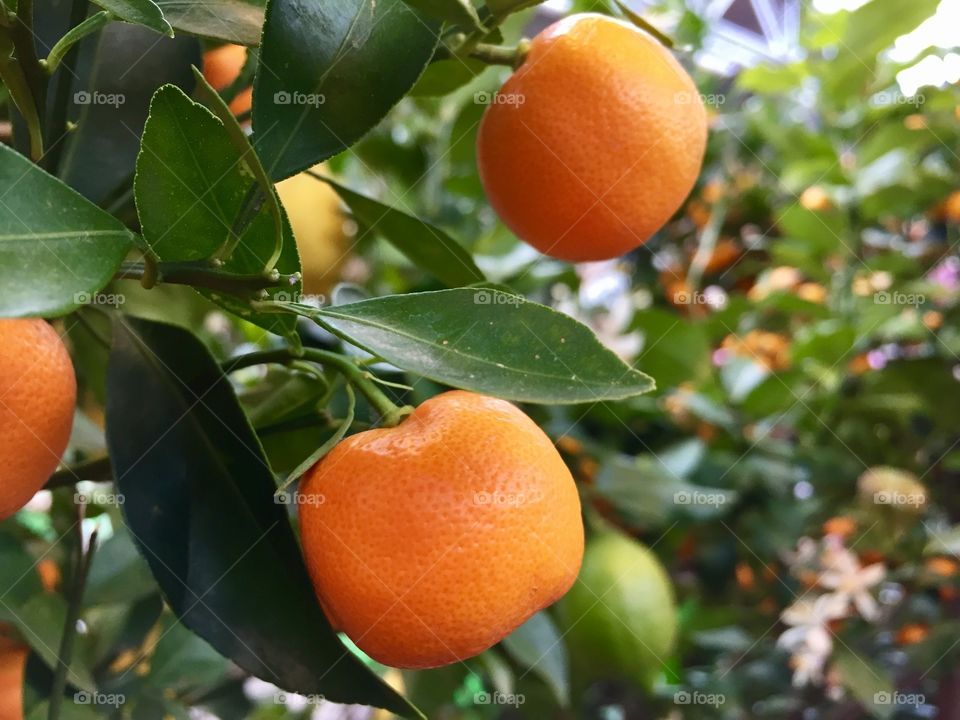 Citrus fruit on the tree
