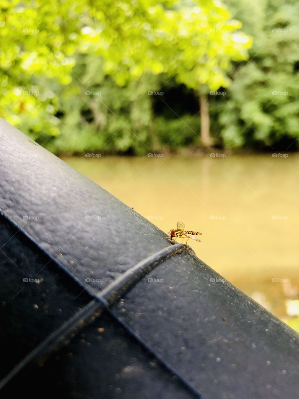 Harmless hover fly exploring rubber boot on shady creek bank 