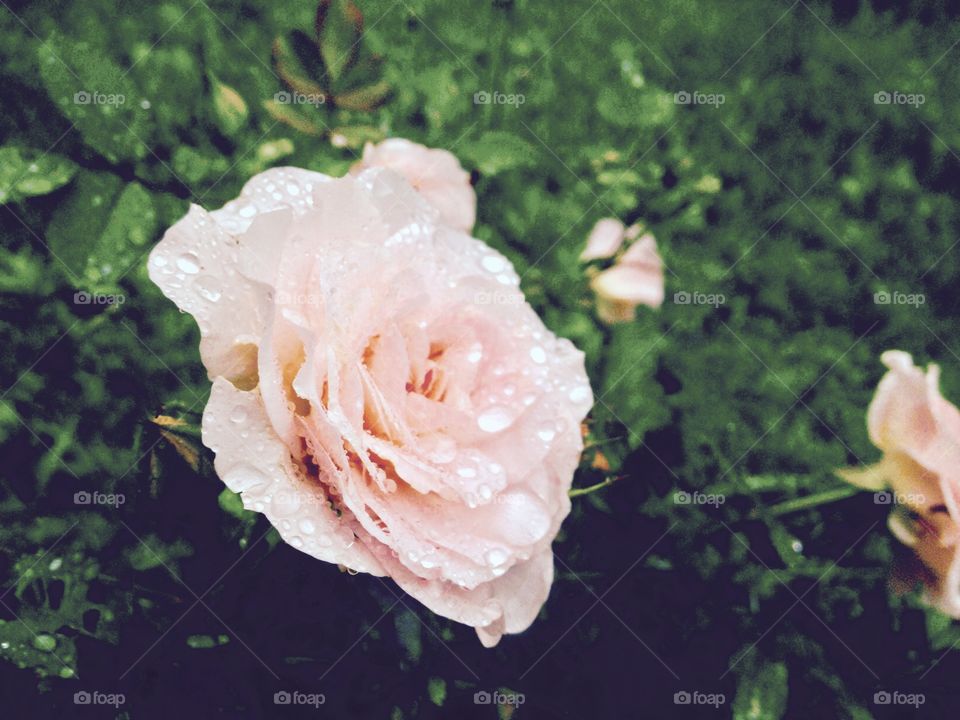Roses in the rain