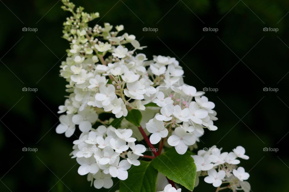 Cascade of tiny blooms 