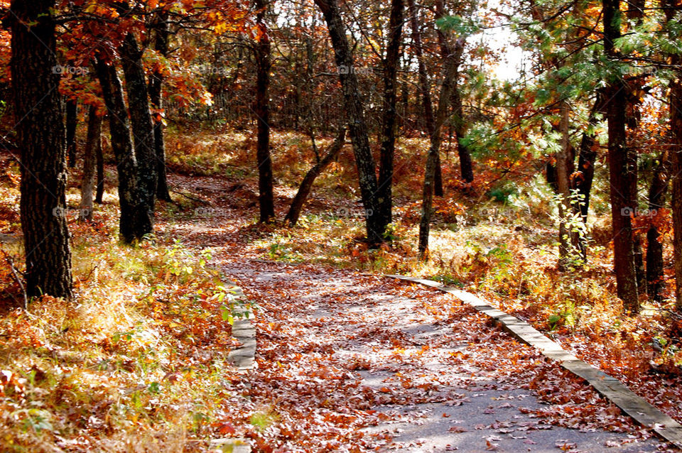 united states tree trees leaves by refocusphoto