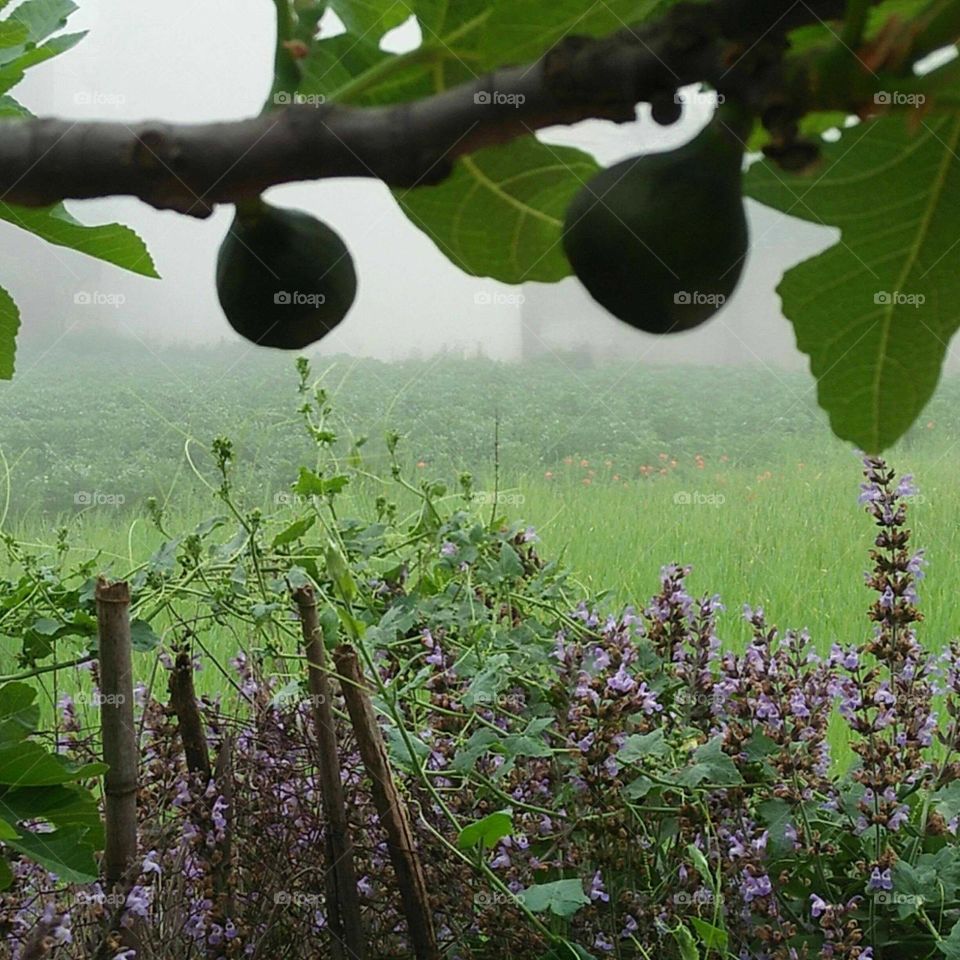 A beautiful fig tree.