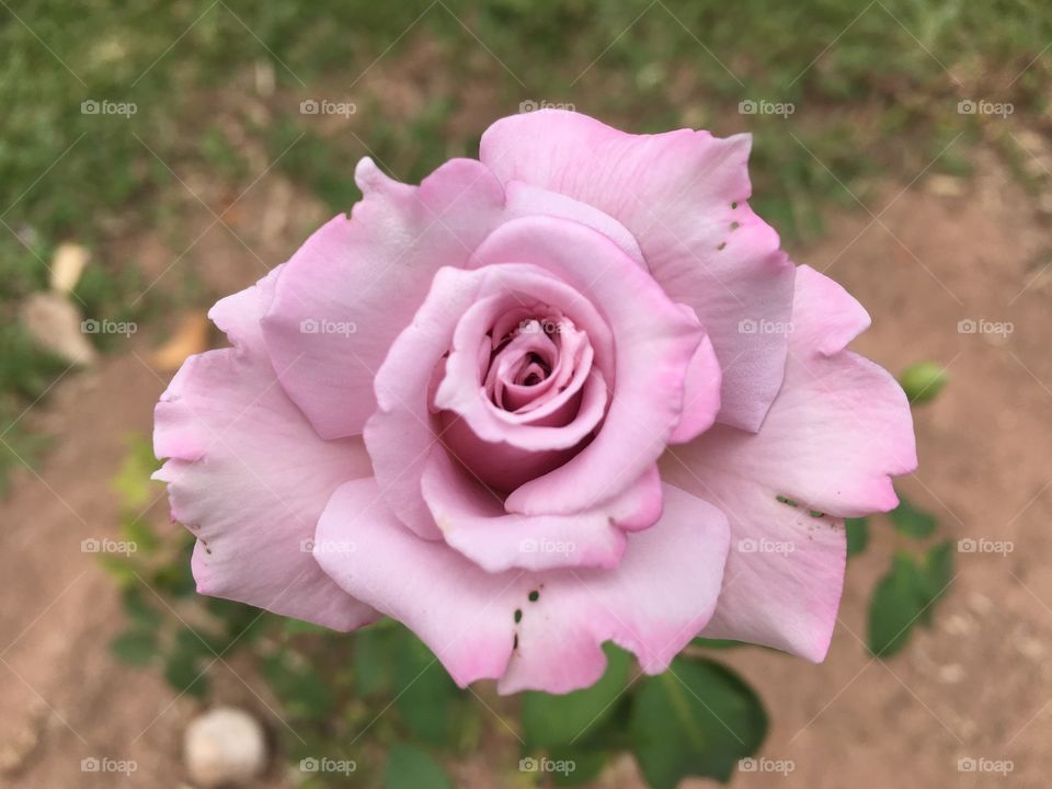 🌺Fim de #cooper!
Suado, cansado e feliz, curtindo a beleza das #flores cor de #rosa. Aliás, esse botão é #lilás!
🏁
#corrida
#running
#flowers
#CorujãoDaMadrugada
#alvorada
#flor
#roseira