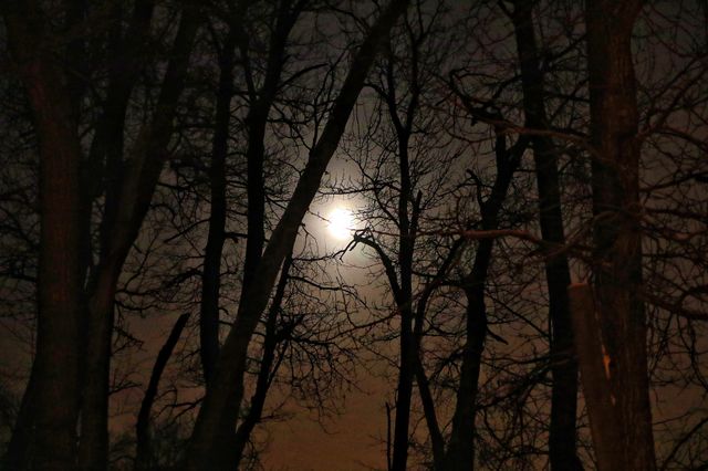 Tree silhouettes from the moon on a frosty, misty night