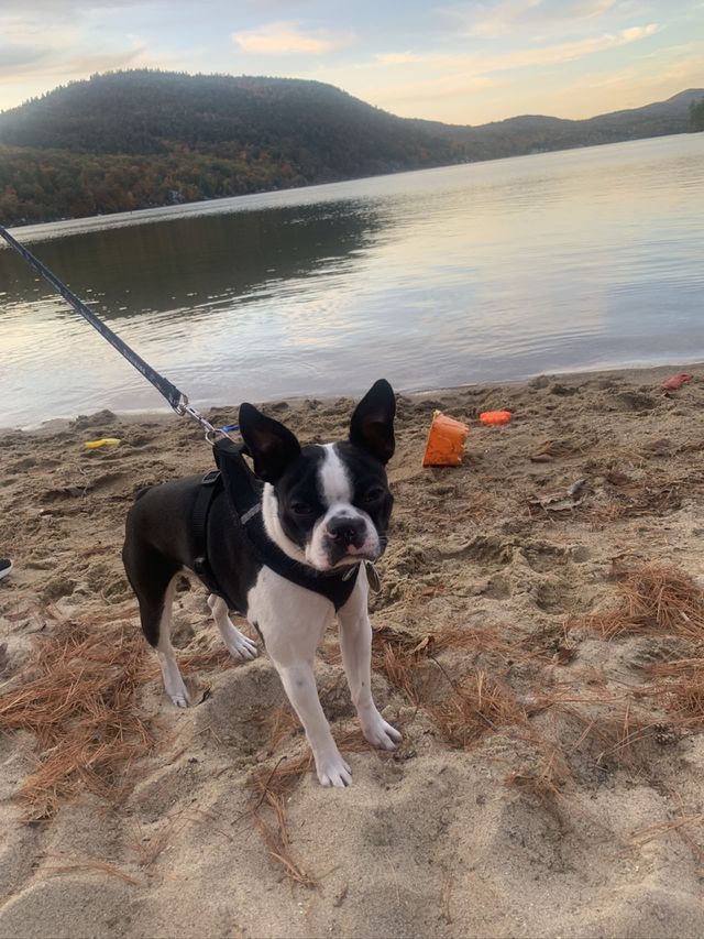 New Hampshire Lakes Region is a favorite of our hike loving adventure Boston Terrier. Beautiful day and beautiful dog!