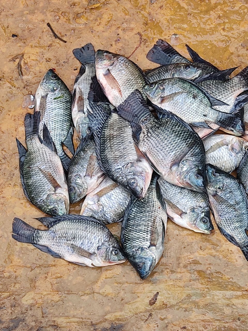 pond caught fish🐟🐟🐟🐟🐟🐟🎣