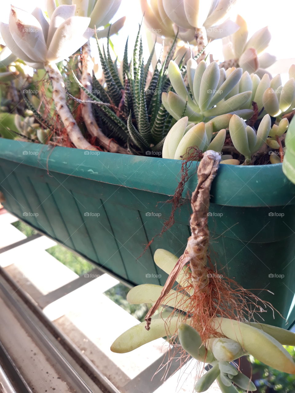 My garden  . The  suculents.