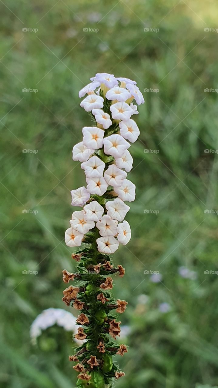 beautiful wild flowers