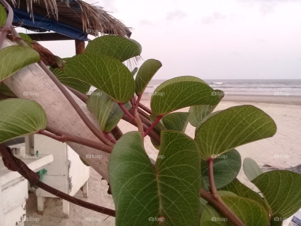 climbing plant on the beach