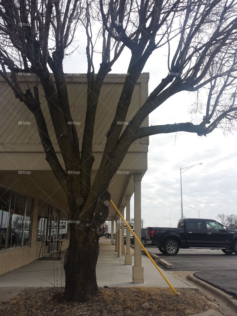 Tree vs Strip Mall
