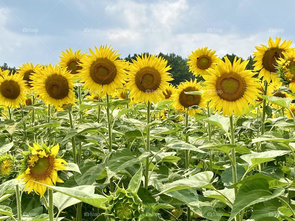 Sunflowers in field 