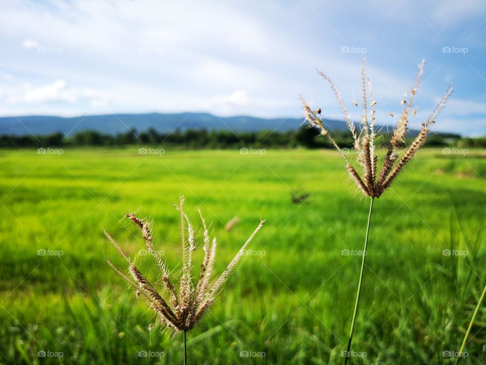 Grass flowers are beside green fields and mountains with blue sky. Rice pad with mountains and cloudy sky view.
