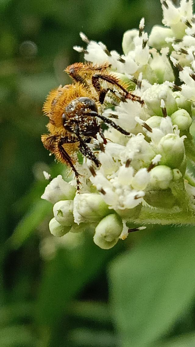 the bee is having its meal