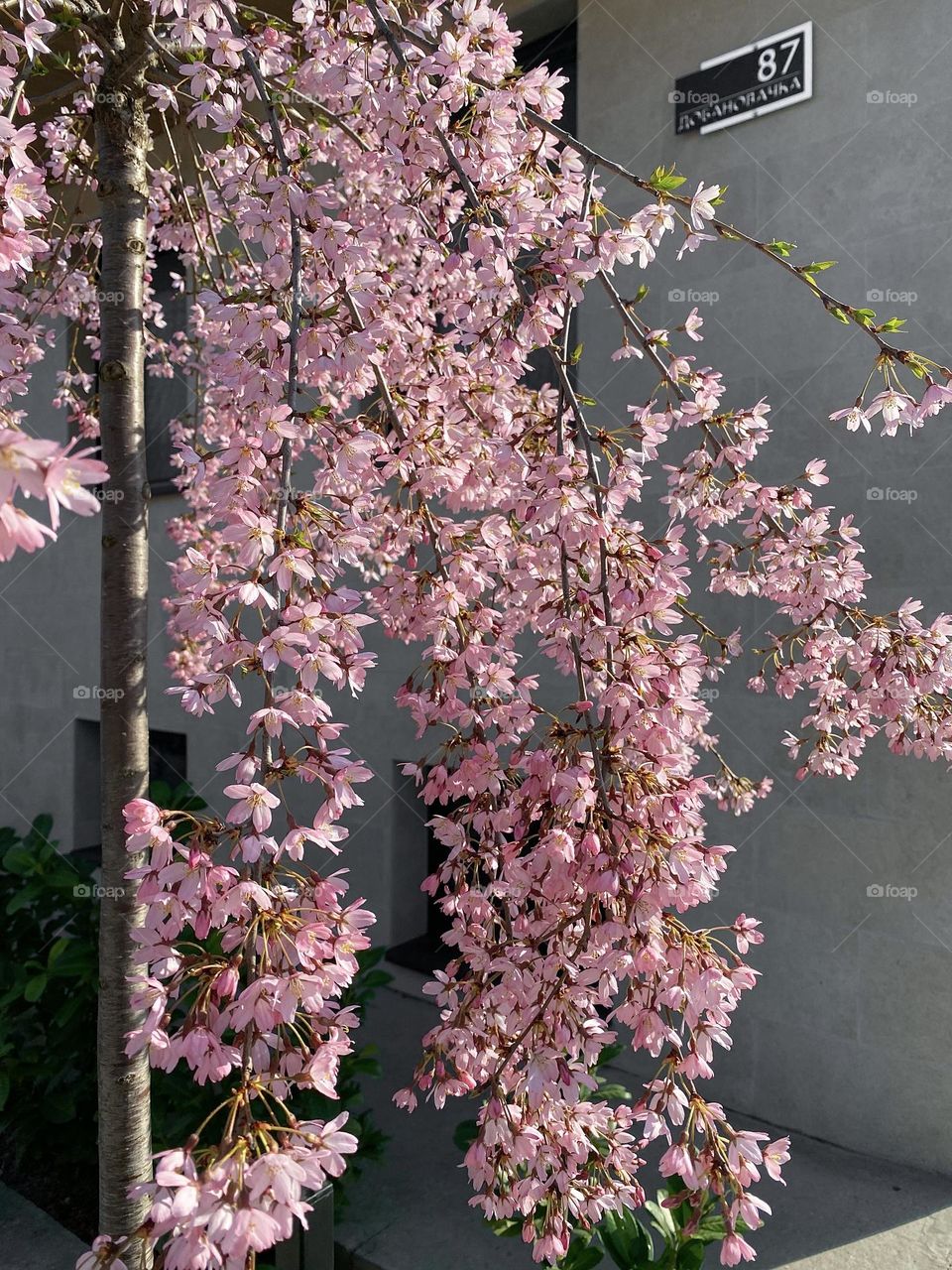 Pink flowers