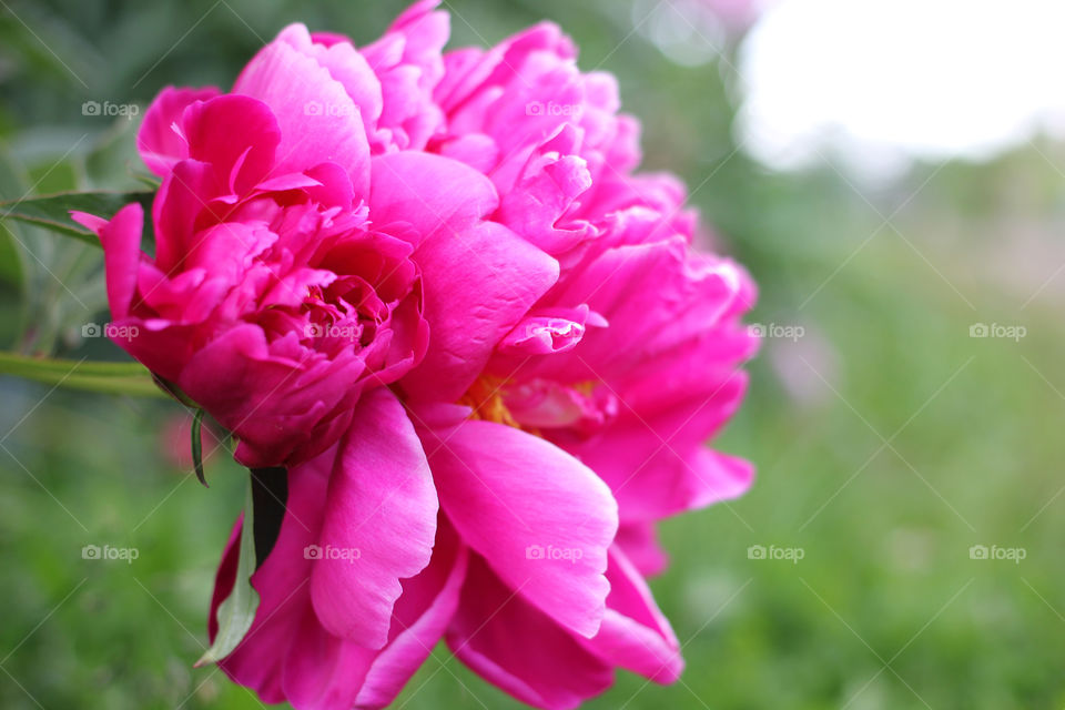 Peony, peonies, roses, pink, red, white, flowers, bouquet, summer, sun, nature. Landscape, still-life, village, flowerbed, plant, vegetation, grass, decor, fluffy, fluffy flowers, bulk flowers, plush flowers, petals, buds, leaves