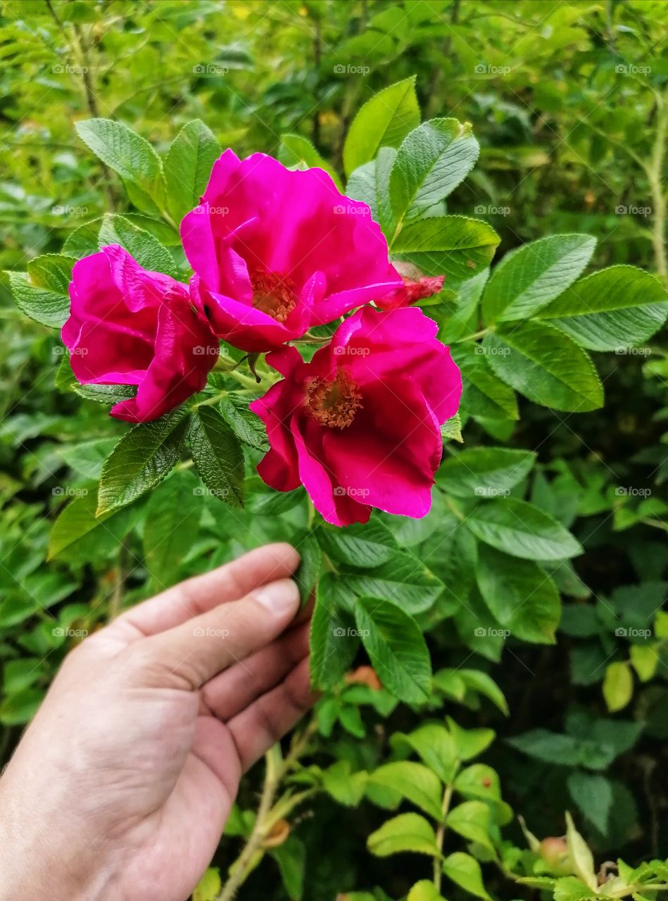 Beautiful summer flowers.