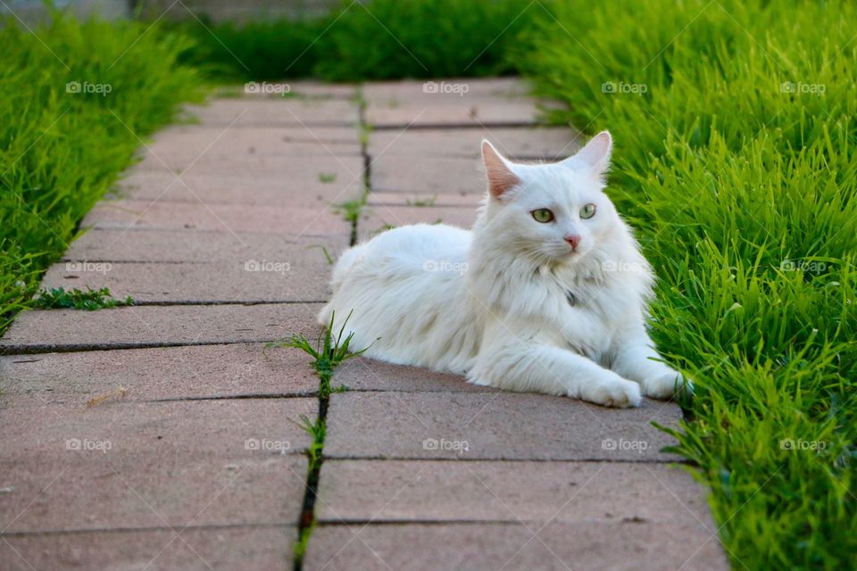 Calm and cool cat relaxing on an afternoon day in Spring. 