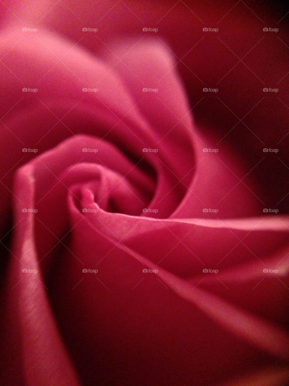 Mini rose , using Macro iphone lens.