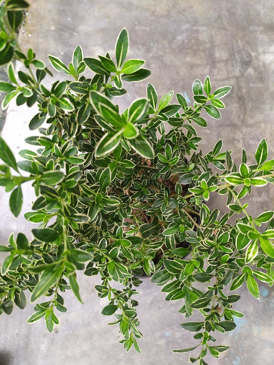 garden is beautiful if there is available flower like you