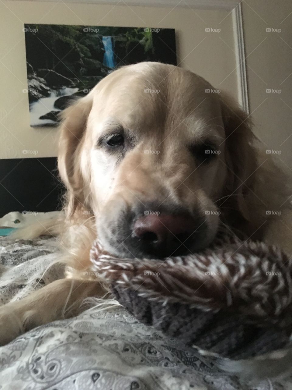 Dog, Cute, Animal, Pet, Mammal