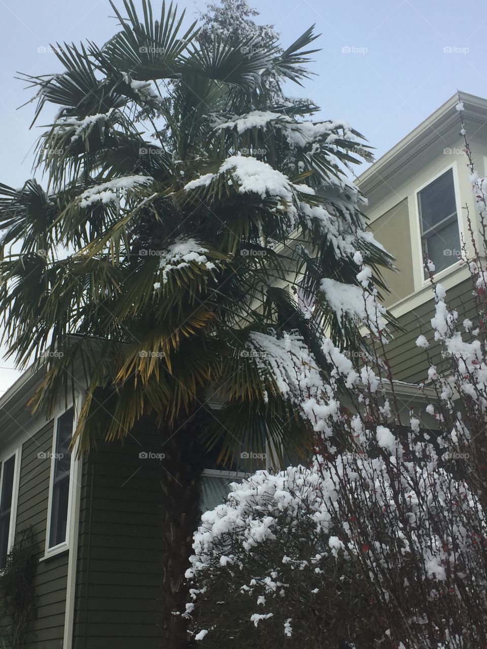 Snow on palm tree