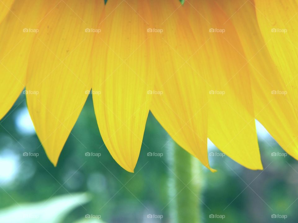 Sunflower corolla,macro shot