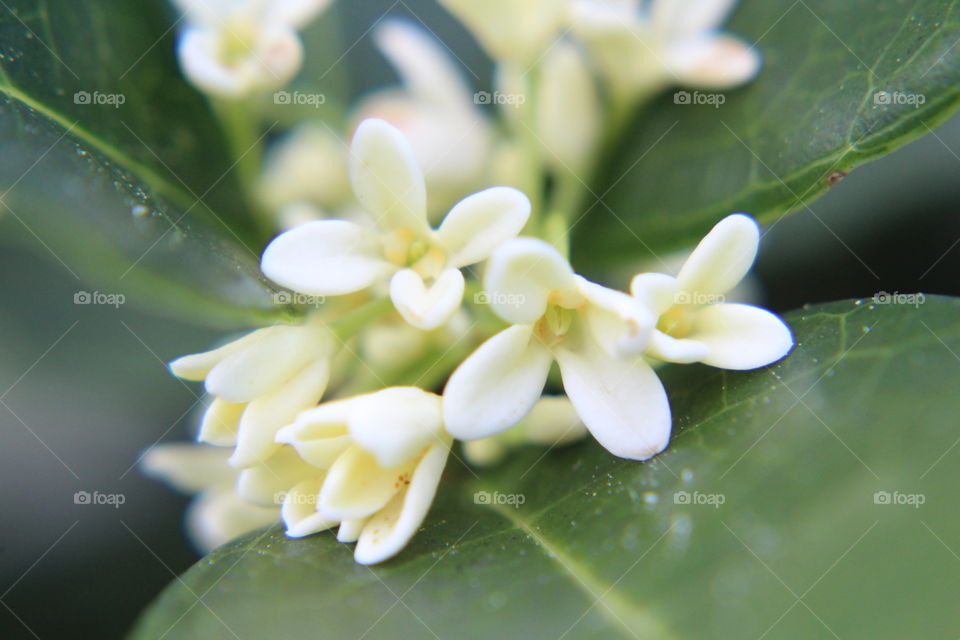 Tea olive bloom