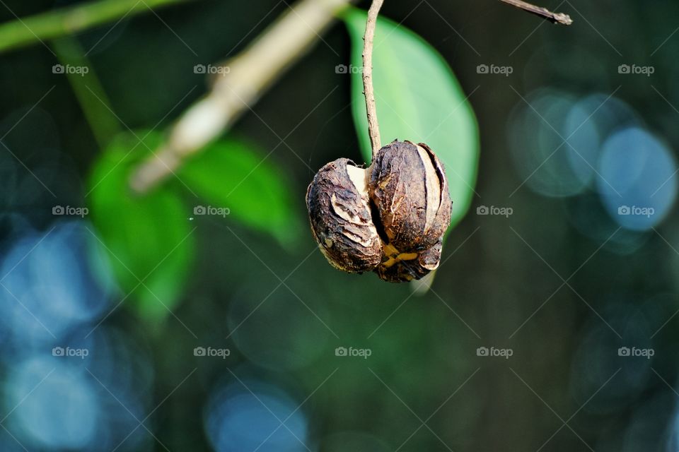 Dried and matured rubber seed