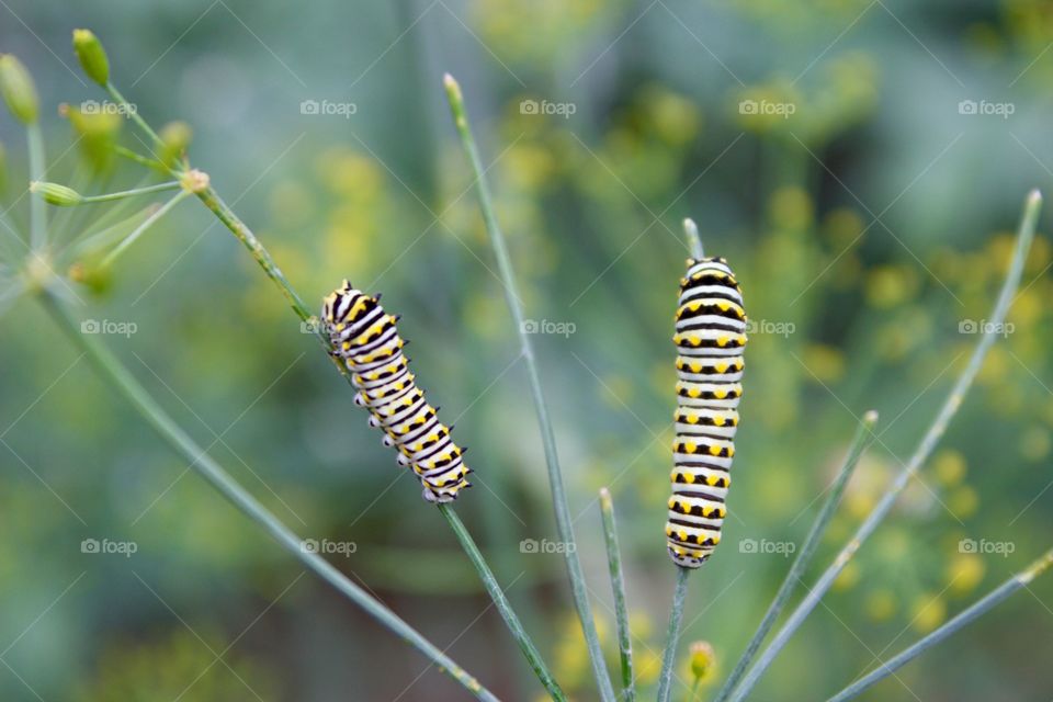 Caterpillars on a dill plant (Monarch larvae / Milkweed Butterflies larvae)