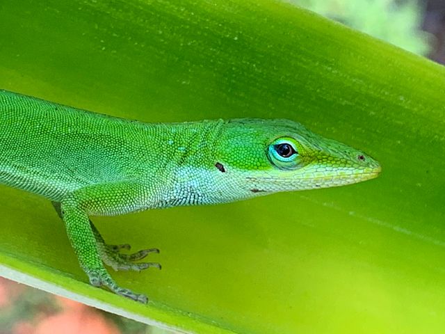 Trying to hide in a pineapple leaf - Geckos are small, mostly carnivorous lizards that have a wide distribution, found on every continent except Antarctica.