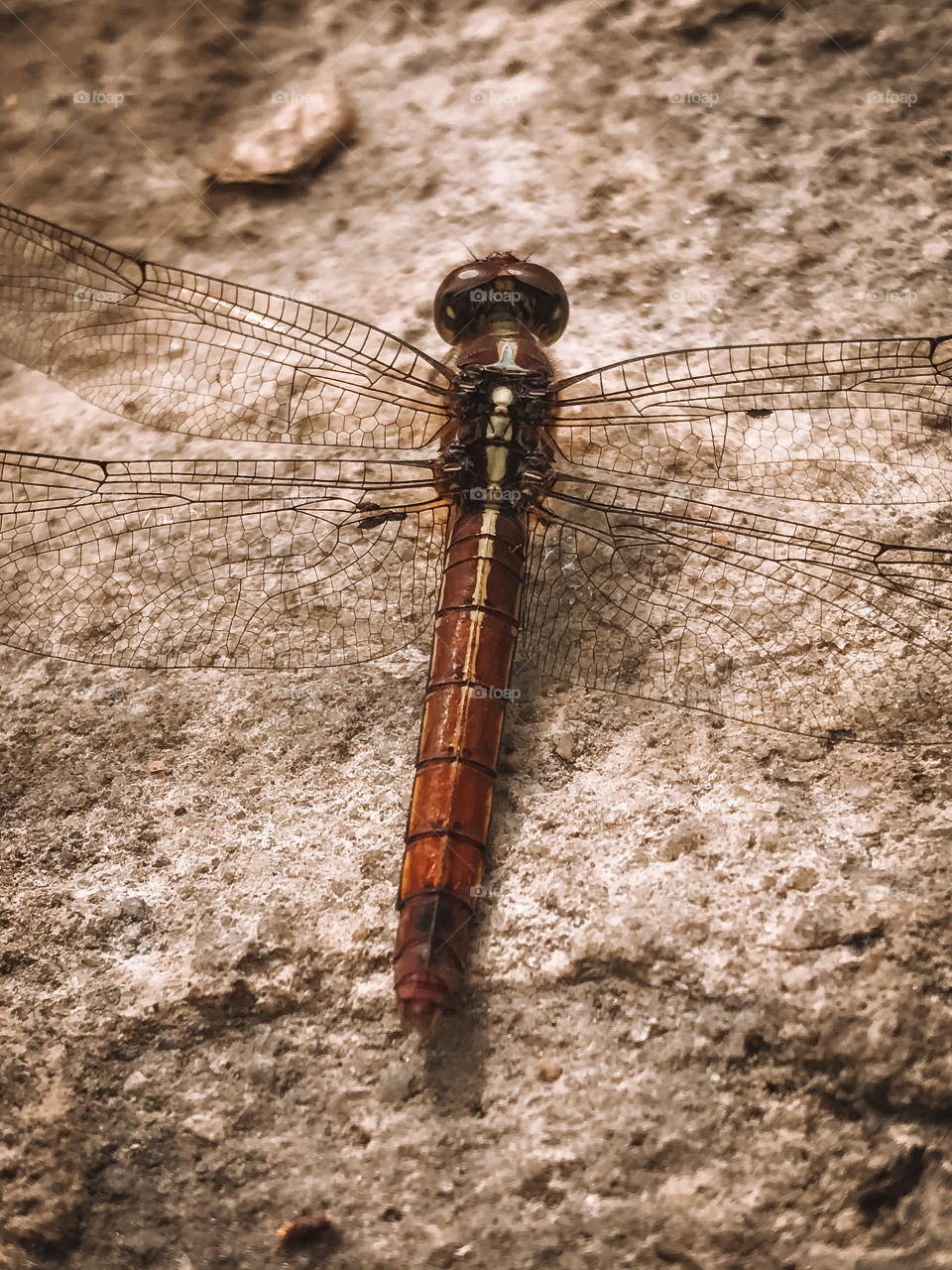 Details of a dragonfly on its back!