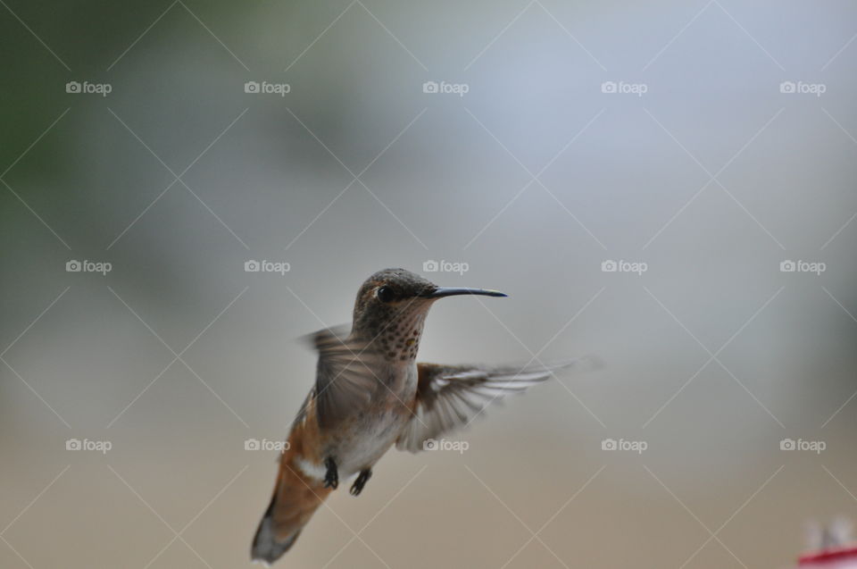 Hovering hummingbird