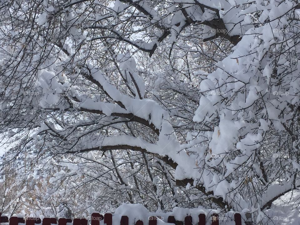 Snow covered tree