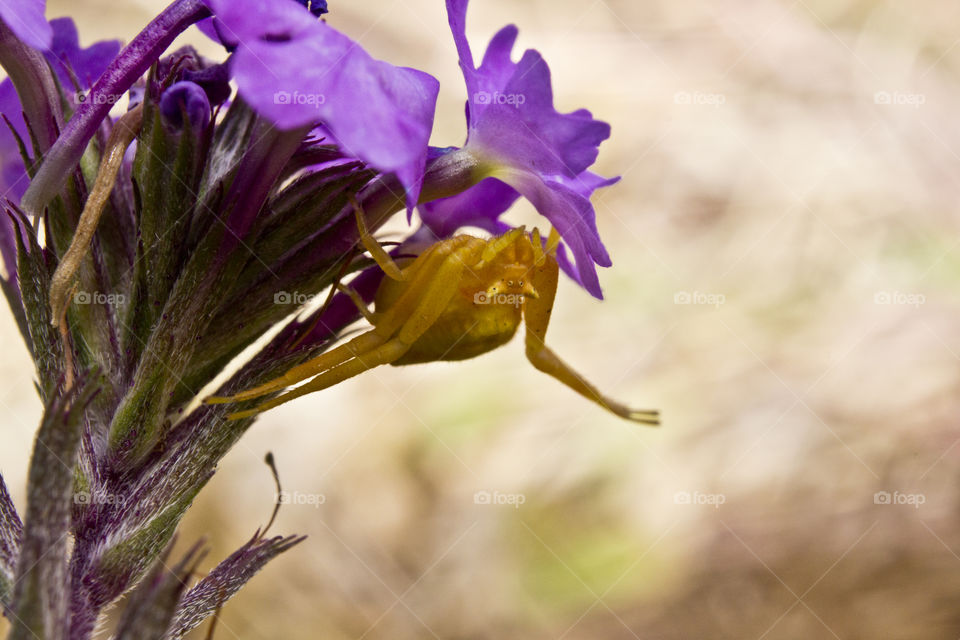 Yellow crabspider sitting upside down waiting for his next meal