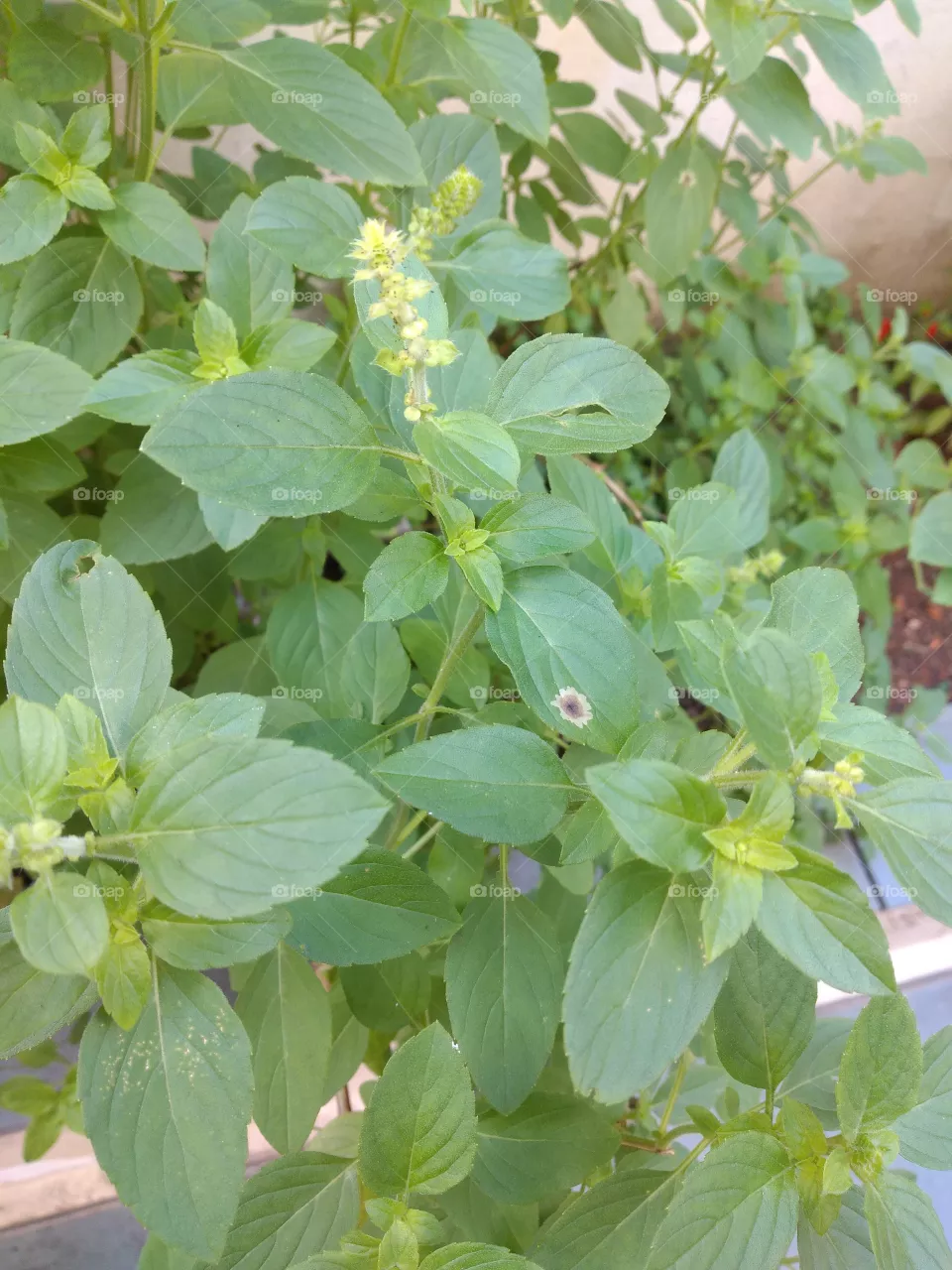 basil