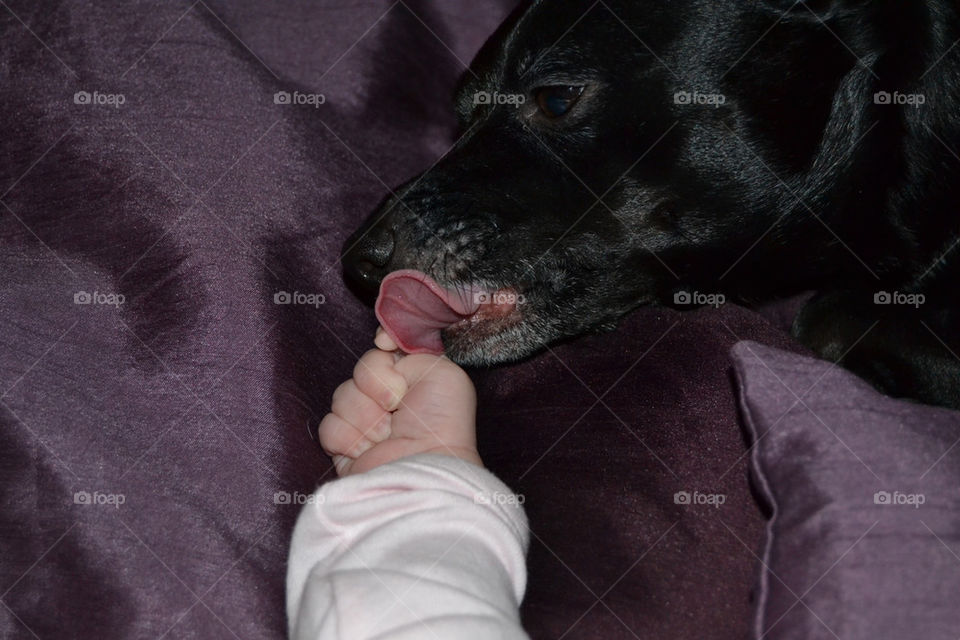 black baby dogs hands by fidusen