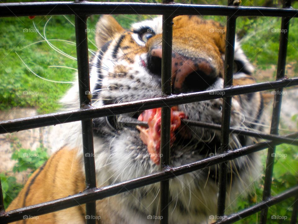 tiger feeding time 