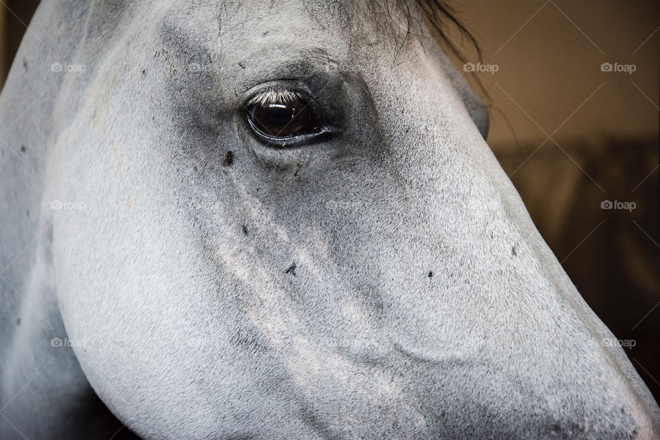 Close-up of horse head