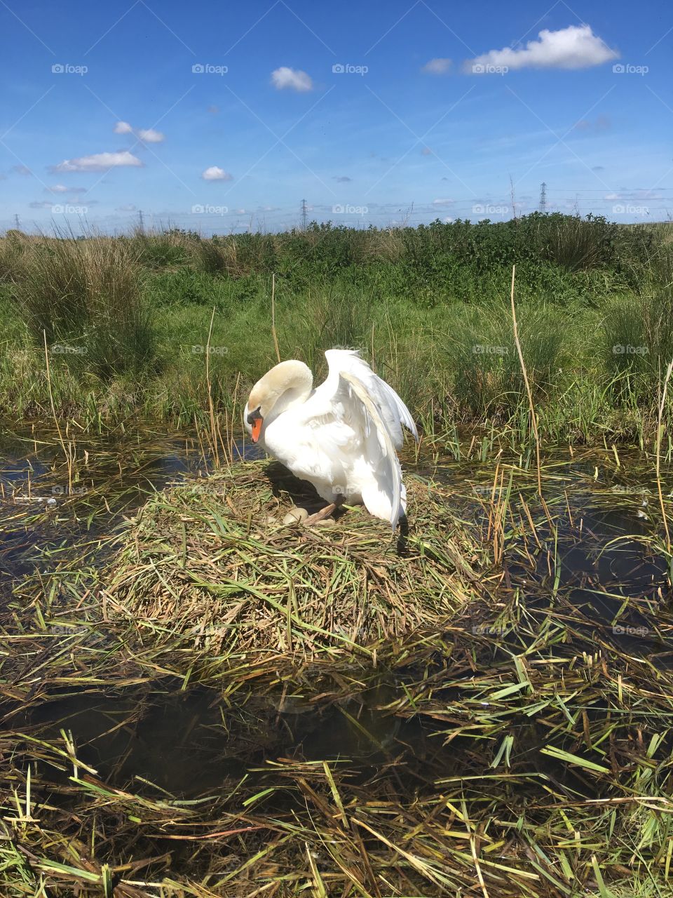 Swan flapping her strong wings on her beautiful nest. Eggs are visible . Scenic backing of blue sky and reeds,