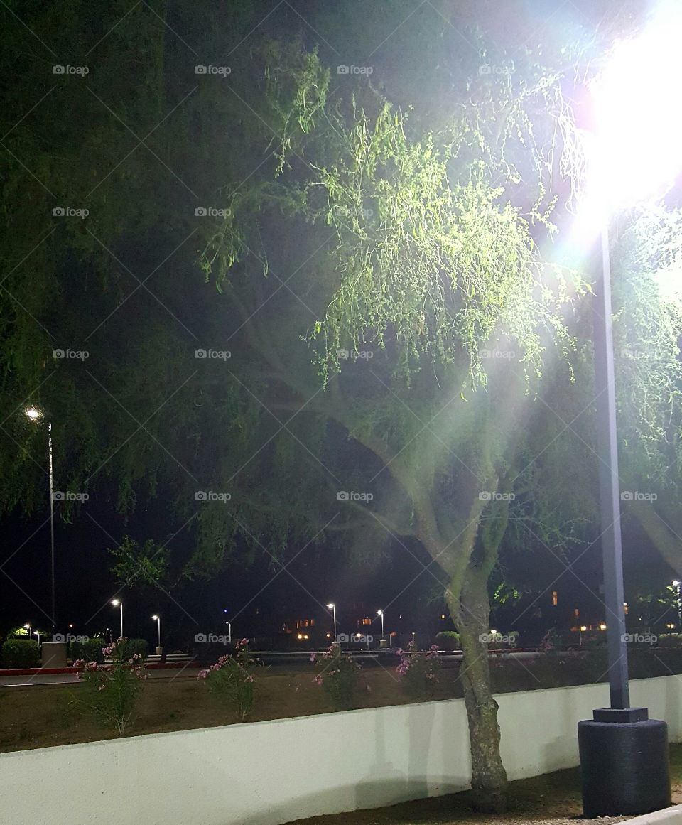 tree nightime parking lot