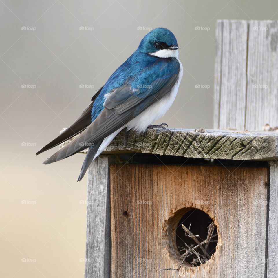 Tree swallow guarding nest