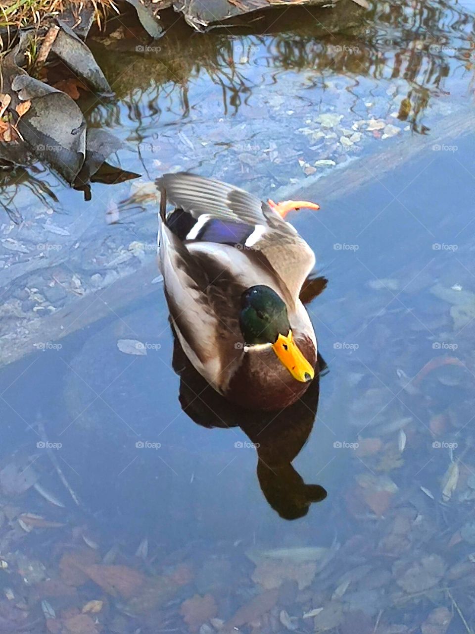 Autumn.  Sunny day.  Pond.  The duck stretches out, stretches out its paw