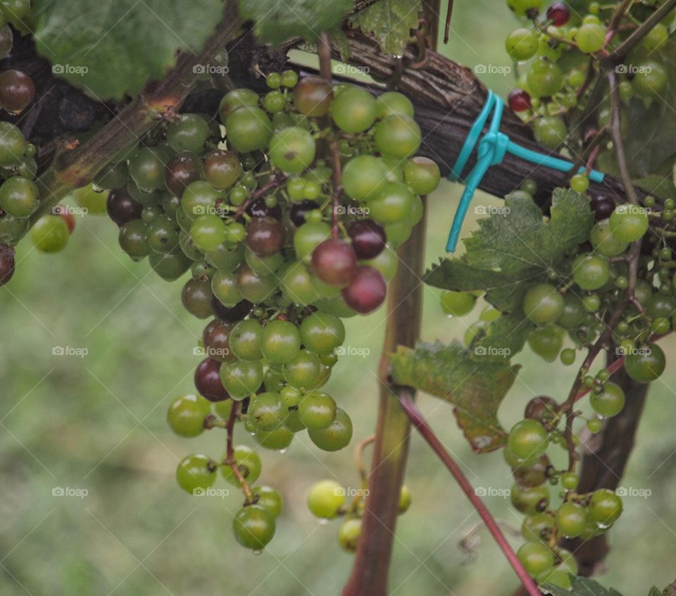 Growing grapes