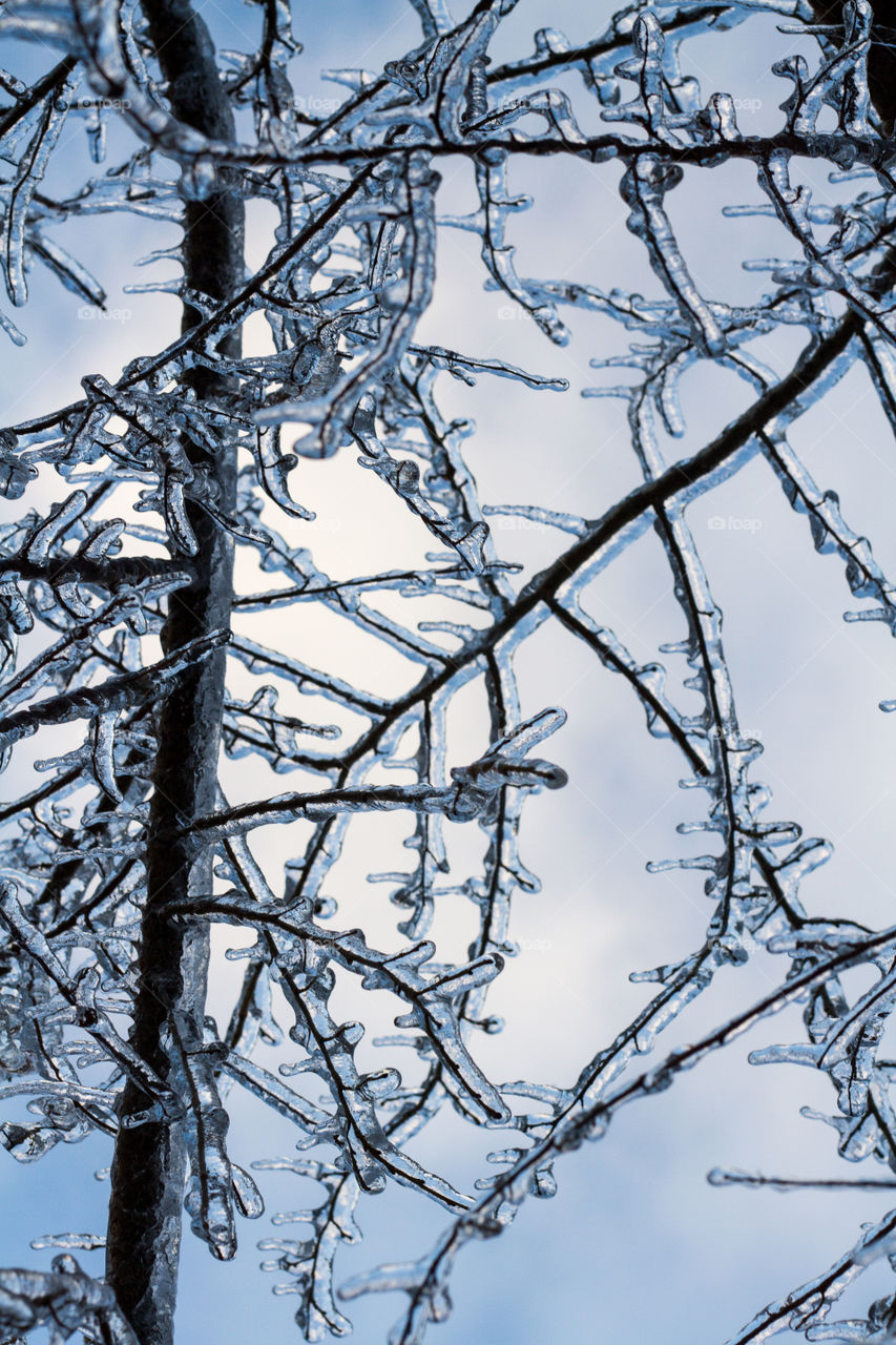 Branches encrusted with frozen ice